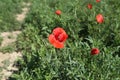 Beautiful wild poppy flower in the meadow Royalty Free Stock Photo