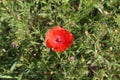 Beautiful wild poppy flower in the meadow Royalty Free Stock Photo