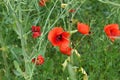 Beautiful wild poppy flower in the meadow Royalty Free Stock Photo