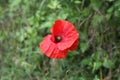 Beautiful wild poppy flower in the meadow Royalty Free Stock Photo