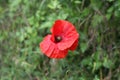 Beautiful wild poppy flower in a meadow Royalty Free Stock Photo
