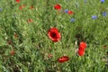 Beautiful wild poppy flower in the meadow Royalty Free Stock Photo