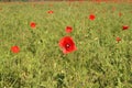 Beautiful wild poppy flower in the meadow Royalty Free Stock Photo