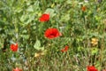 Beautiful wild poppy flower in the meadow Royalty Free Stock Photo