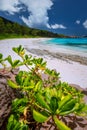 Beautiful wild pristine white sand paradise beach at Seychelles, La Digue tropical island Royalty Free Stock Photo