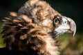 Beautiful wild proud eagle close-up, rear view, side view profile,