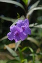 Beautiful wild purple flower