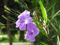 The beautiful wild purple flowers with a blurred background Royalty Free Stock Photo