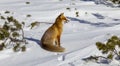 Beautiful wild red fox in the snow, in the mountains Royalty Free Stock Photo