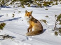 Beautiful wild red fox in the snow, in the mountains Royalty Free Stock Photo