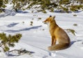 Beautiful wild red fox in the snow, in the mountains Royalty Free Stock Photo