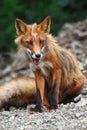 Beautiful wild red fox sitting on stones in summer landscape Royalty Free Stock Photo