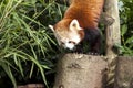 Beautiful wild Red Panda climbing down down a tree