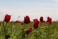 Russia. Beautiful wild red tulips in green grass in spring steppe under the blue sky in Kalmykia Royalty Free Stock Photo