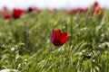 Russia. Beautiful wild red tulips in green grass in spring steppe under the blue sky in Kalmykia Royalty Free Stock Photo