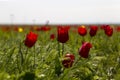 Russia. Beautiful wild red tulips in green grass in spring steppe under the blue sky in Kalmykia Royalty Free Stock Photo