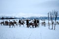 Beautiful wild reindeer in traditional Sami camp in northern Norway, Tromso