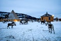 Beautiful wild reindeer in traditional Sami camp in northern Norway, Tromso