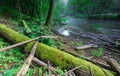 Beautiful wild river in summertime green forest Royalty Free Stock Photo