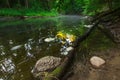 Beautiful wild river in summertime green forest Royalty Free Stock Photo