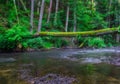 Beautiful wild river in summertime green forest Royalty Free Stock Photo