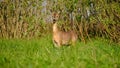 Beautiful wild roe deer in natural habitat on a spring day, standing among the grass, close-up. Royalty Free Stock Photo