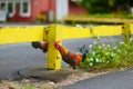 Beautiful wild rooster on Kauai island