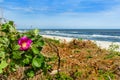 Beautiful wild rose, beach and sea