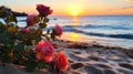 beautiful wild rose bush on sunset beach ,bee fly ,dew drops ,sunlight beam flares