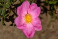 The magical wild rose Rosa Gallica `Essig Rose