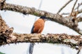 Beautiful wild rufous sibia bird sitting on the tree branch in the forest Royalty Free Stock Photo