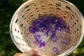 Beautiful Wild Violets Flowers Picking in a Basket With Beautiful Sunlight Nature Outdoor Summer Royalty Free Stock Photo