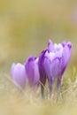 Beautiful wild saffron crocus Royalty Free Stock Photo