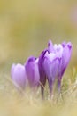 Beautiful wild saffron crocus