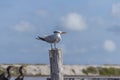 Thalasseus maximus aka Royal tern perched on pier in the wild