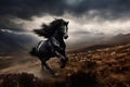 beautiful wild shiny black stallion horse Royalty Free Stock Photo
