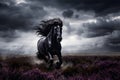 beautiful wild shiny black stallion horse Royalty Free Stock Photo