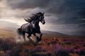 beautiful wild shiny black stallion horse Royalty Free Stock Photo