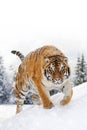 Beautiful wild siberian tiger on snow Royalty Free Stock Photo