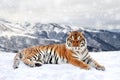 Beautiful wild siberian tiger on snow