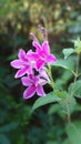 Beautiful wild small pink flowers and flower buds