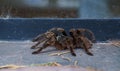 Wild Spider Tarantula Lycosa Female Royalty Free Stock Photo