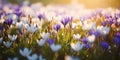 Beautiful wild spring crocuses flowers on field, on sunny day. Royalty Free Stock Photo