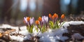 Beautiful wild spring crocuses flowers on field, on sunny day. Royalty Free Stock Photo