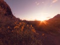 Beautiful wild spring flower blooming Papago Park as the sun sets over Phoenix,Arizona,USA. Royalty Free Stock Photo