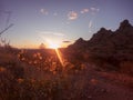 Beautiful wild spring flower blooming Papago Park as the sun sets over Phoenix,Arizona,USA. Royalty Free Stock Photo