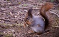 Beautiful wild squirrel in early spring forest Royalty Free Stock Photo