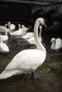 A flock of white swans at the berth of sea ships.Beautiful wild swan by the lake.