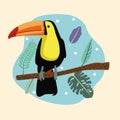 Beautiful wild toucan bird scene Royalty Free Stock Photo