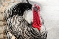 Beautiful wild turkeys close up shot with rich red wattles